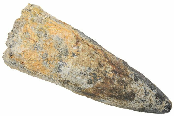 Spinosaurus Tooth - Real Dinosaur Tooth #209789